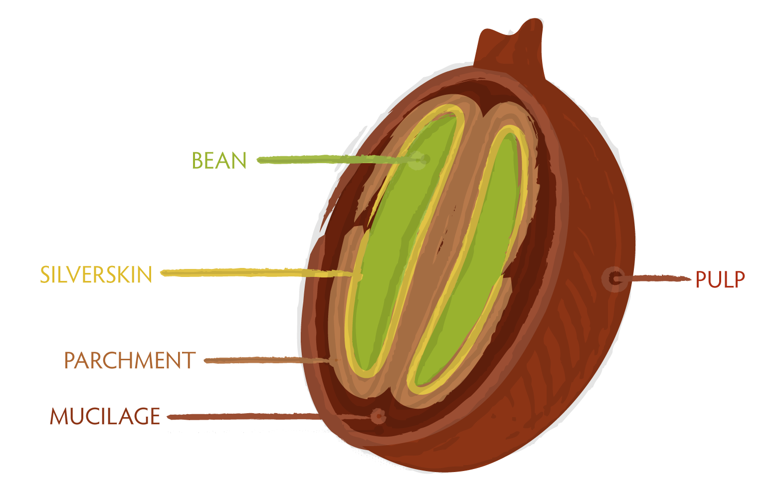 Coffee Bean Cross Section